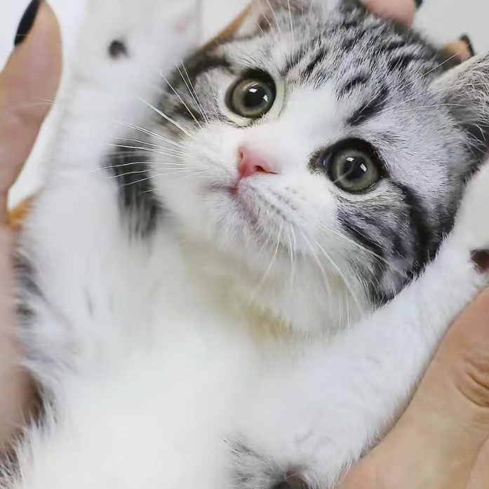 大龙猫舍全品种健康专用链接猫砂