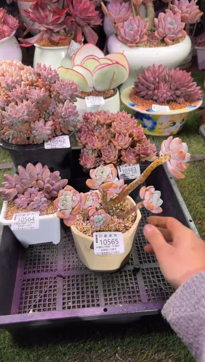 【闪购商品】10565