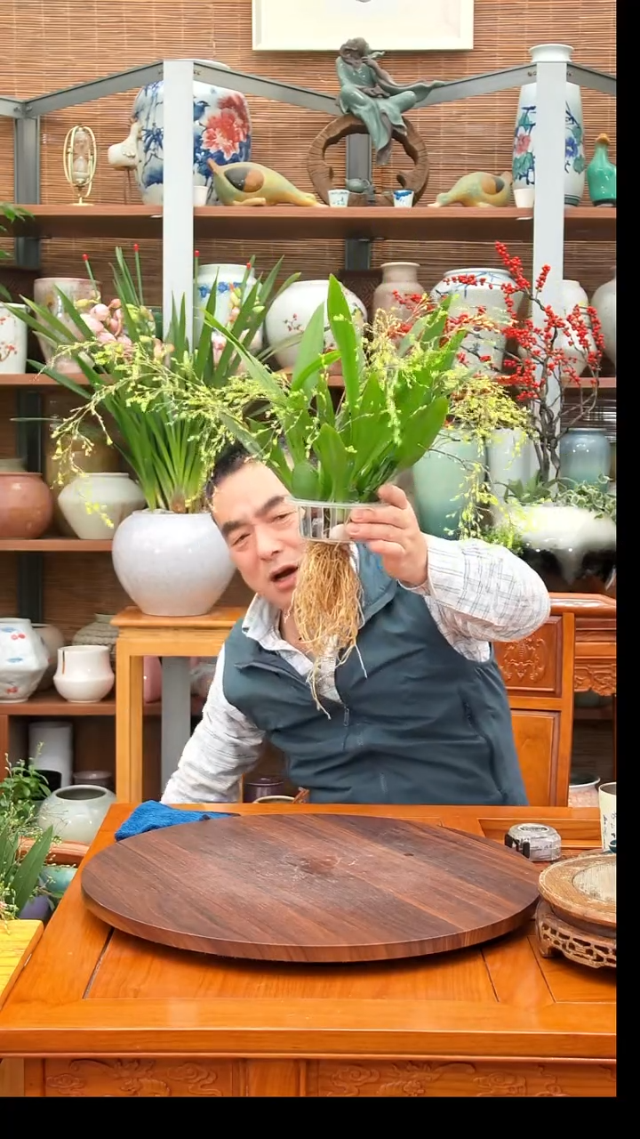 无花朵阿*水之韵水培梦香兰