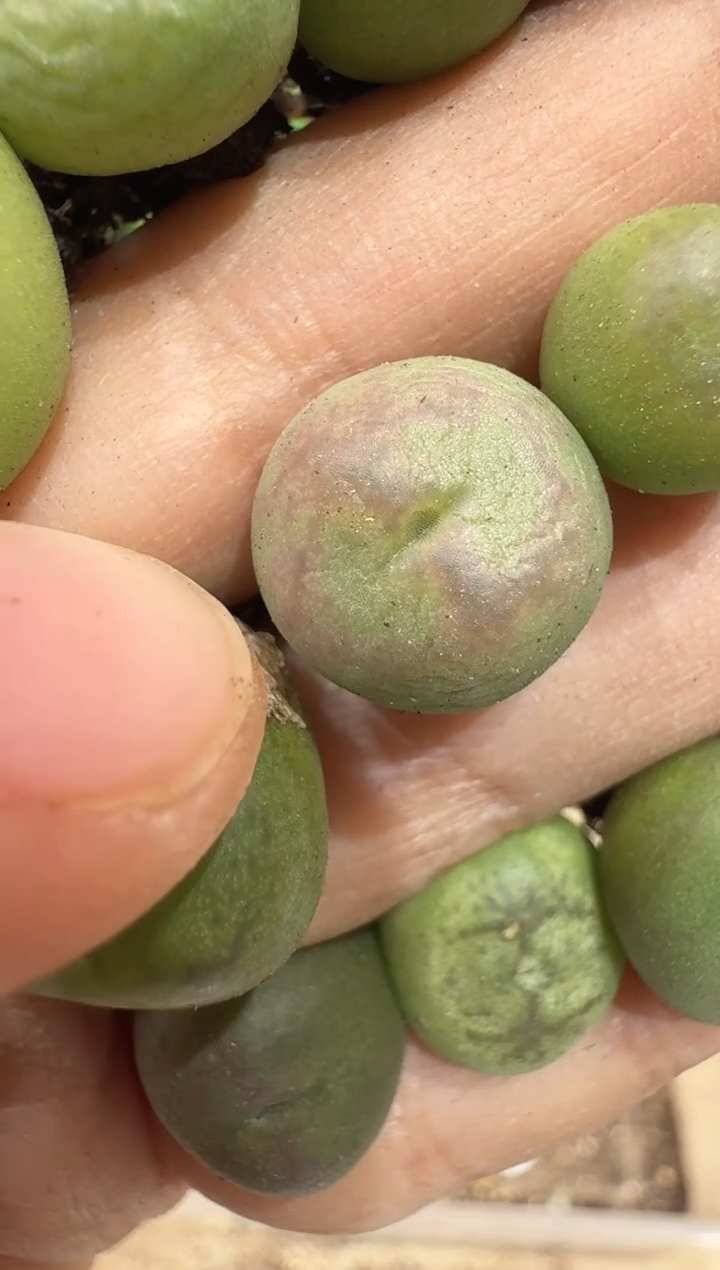 傻**蕊28-55多肉植物肉锥