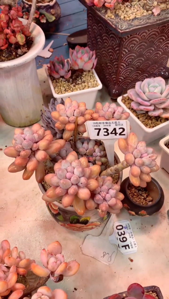 7342G（一物一拍，精品多肉，w所见即所得 ）