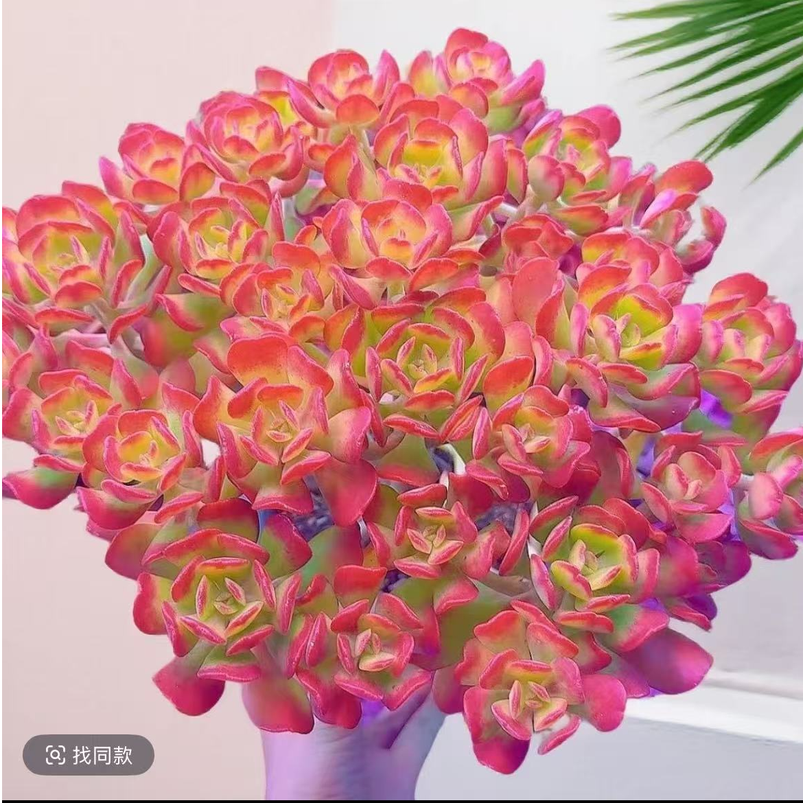 老桩西瓜宝珠好养多肉植物带盆带土适合新手养护室内外好养