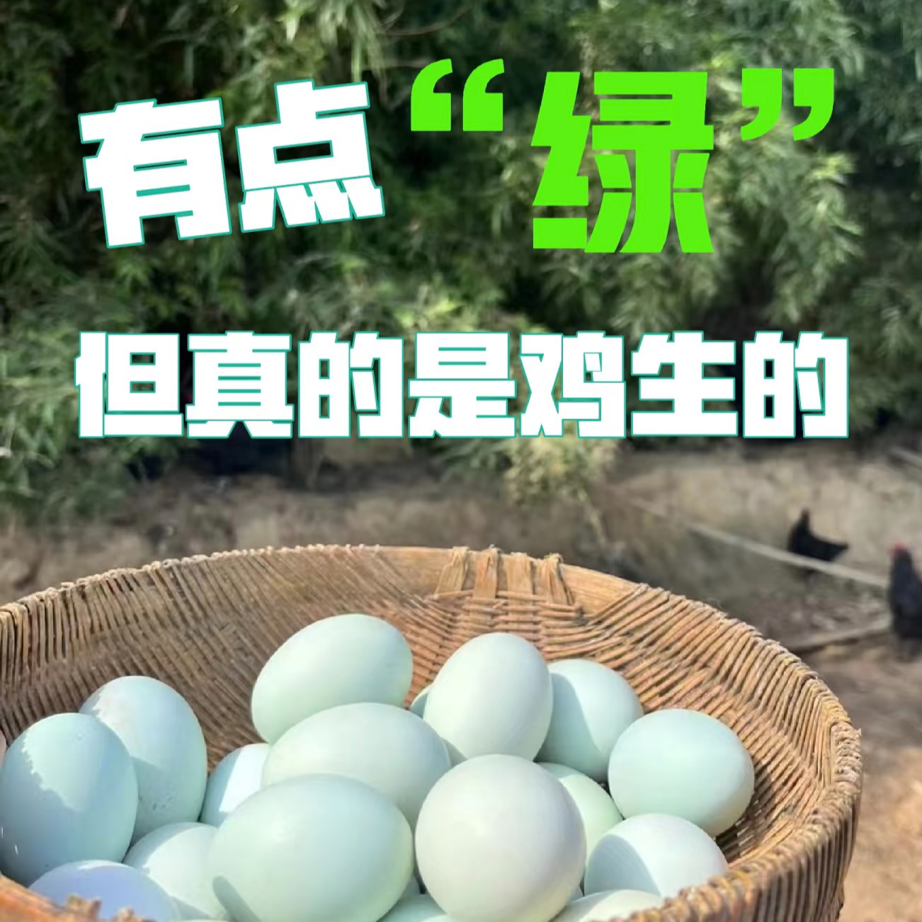 【乌鸡蛋】绿皮粉皮散养跑山鸡土鸡蛋宝宝辅食5斤