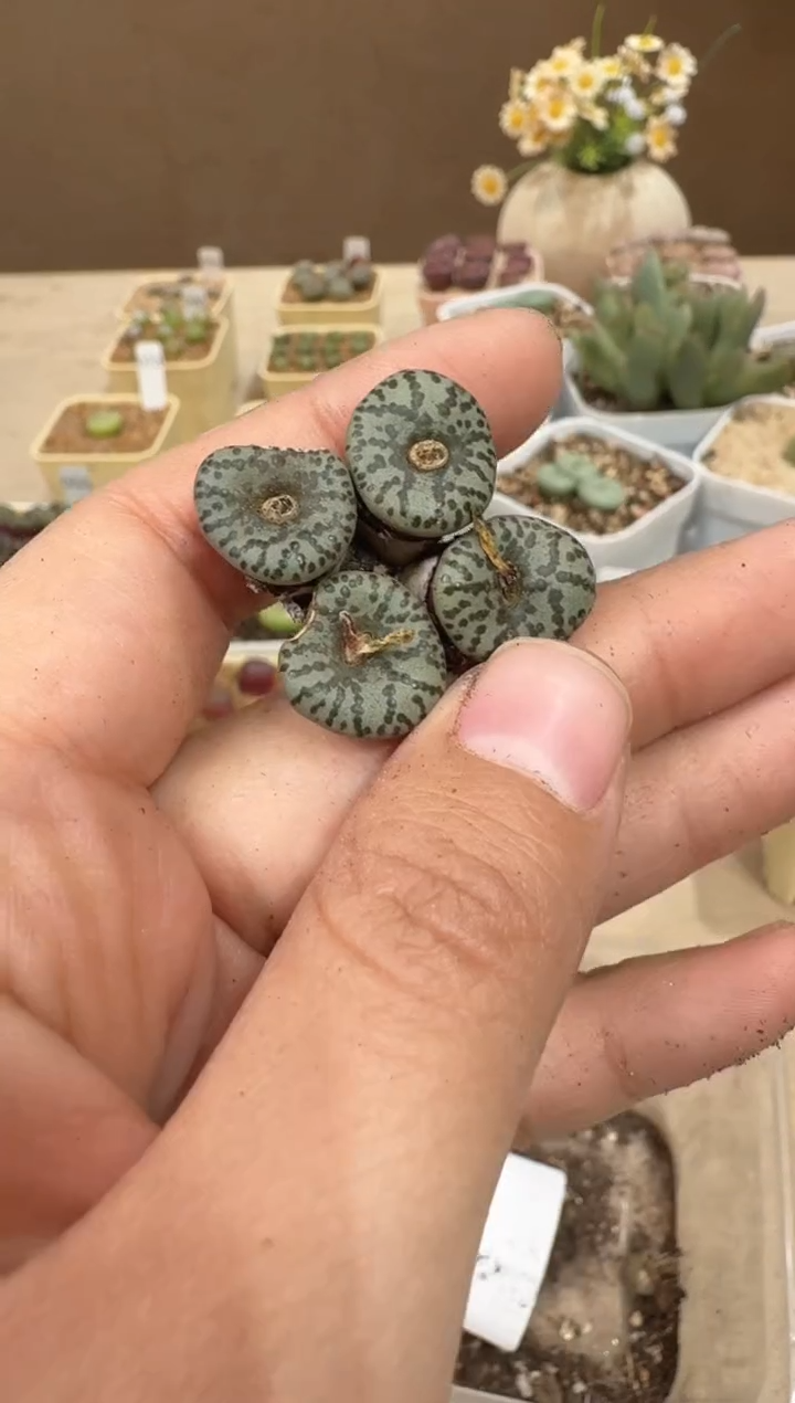 28-28多肉植物肉锥CKF-2恶魔之眼