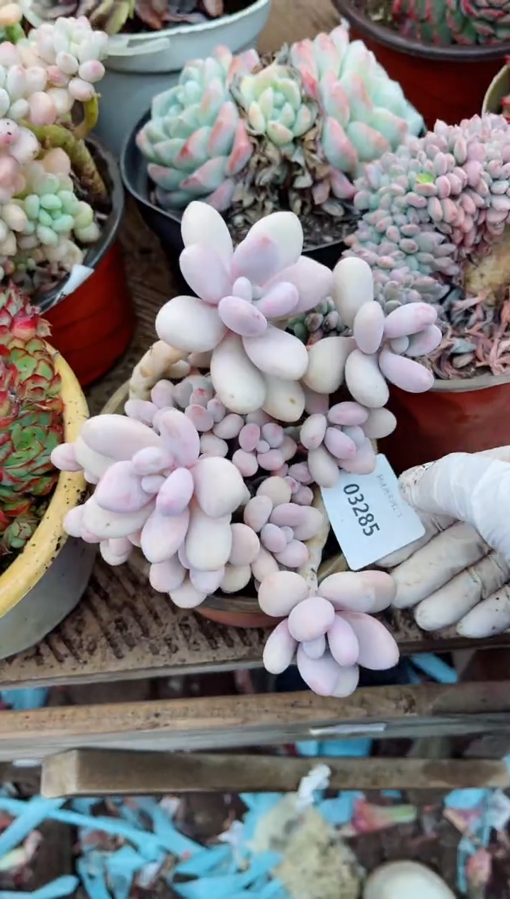 【闪购商品】03285