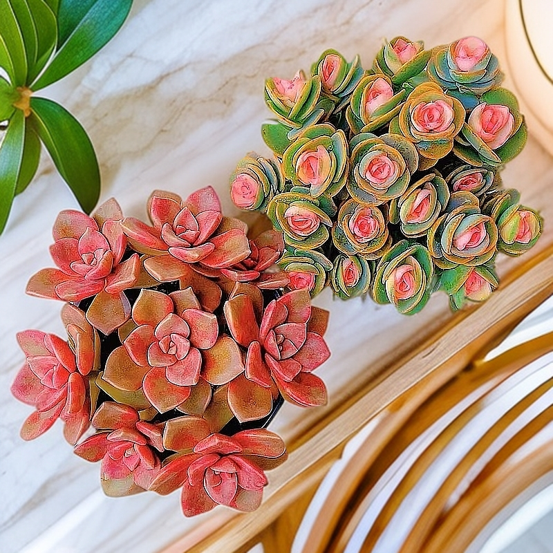 彩虹贝壳锦+鹅肝紫乐两种多肉植物带盆适合阳台客厅庭院楼顶花园