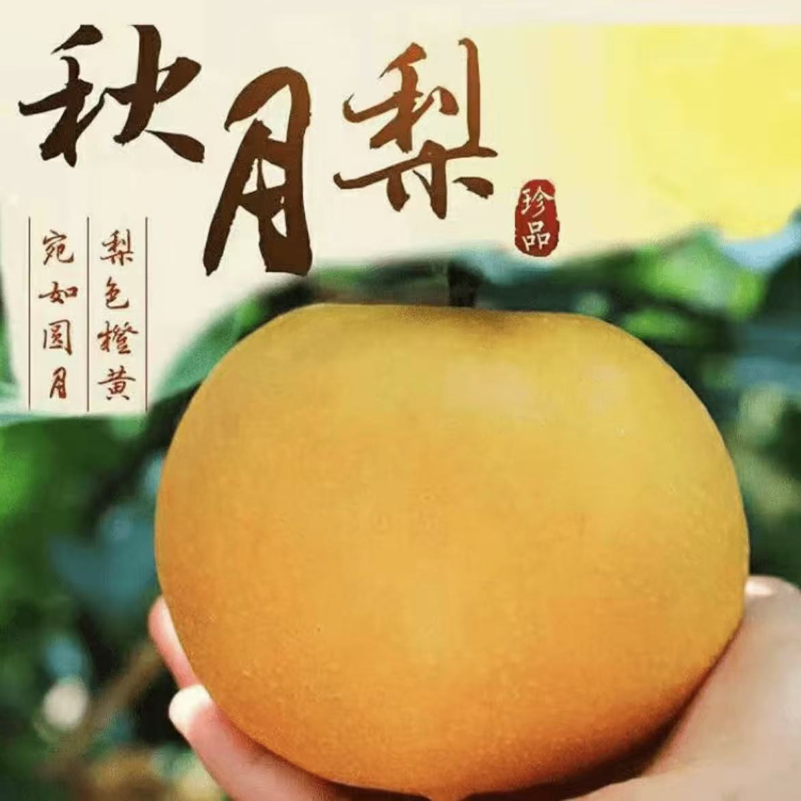 观梧优选山东莱阳秋月梨果王清甜多汁顺丰京东发货