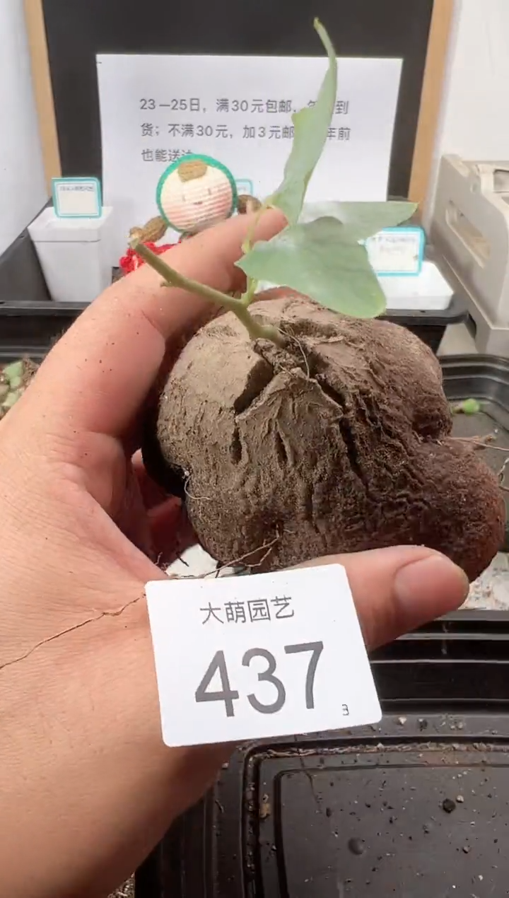 【闪购商品】++++437