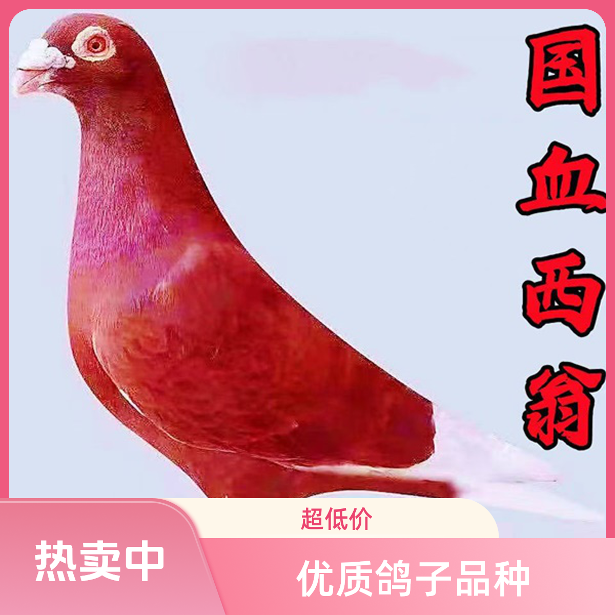 西翁信鸽子种鸽精品纯种老国血红西翁信鸽赛鸽大鼻子种鸽子幼鸽子
