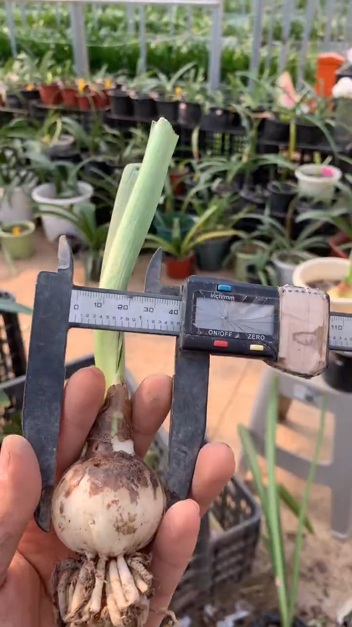 当前无花栽培后可以开花爱瞳4cm左右