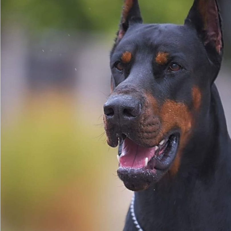 杜宾饲养员杜宾犬大型犬护卫犬看家护院高级宠物幼犬出售