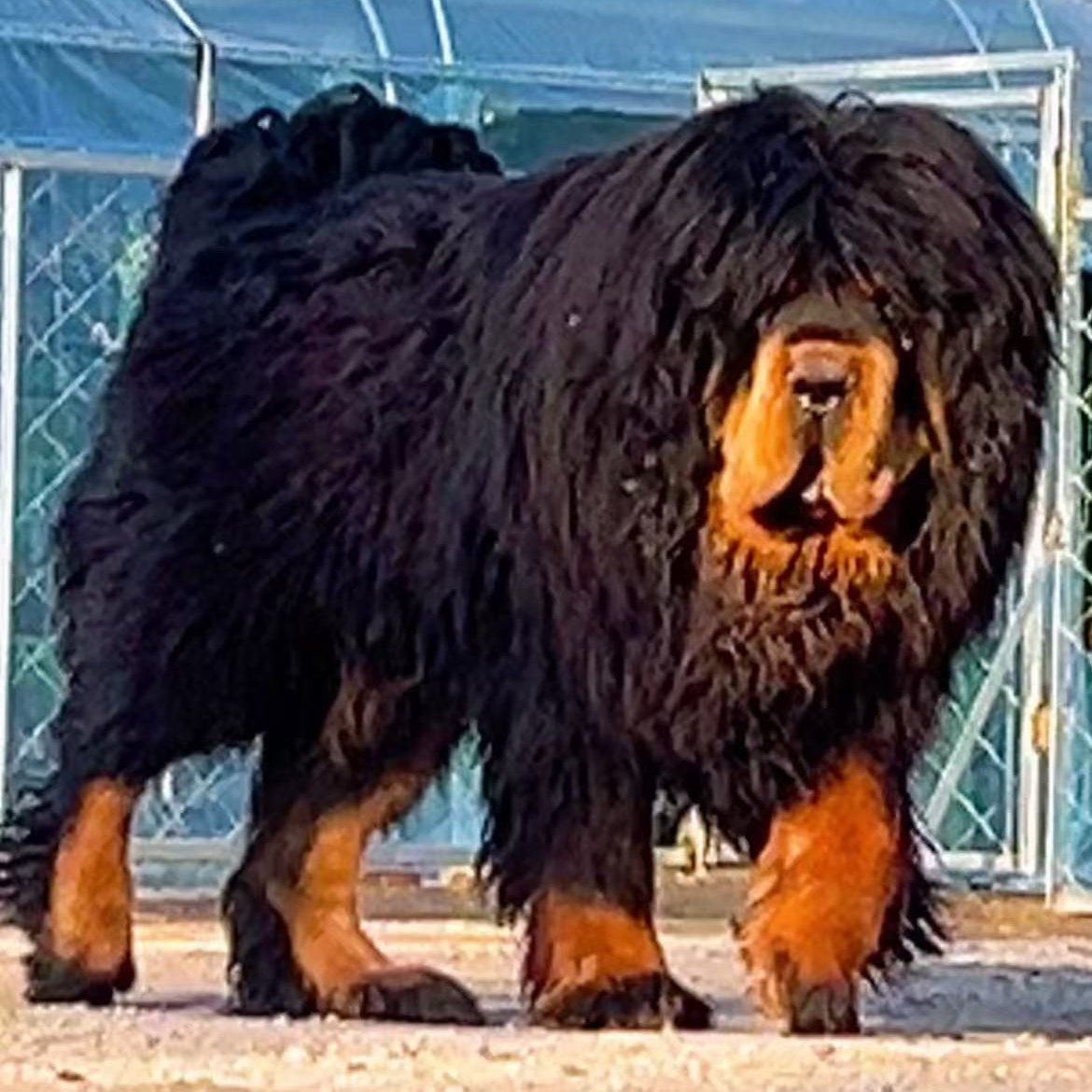 【獒园】藏獒狗狗幼犬宠物狗犬纯种
