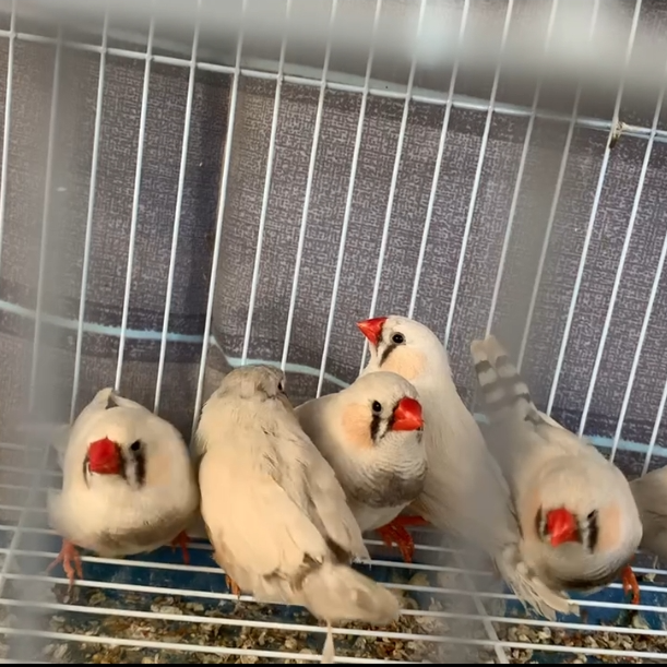 极品白泪痕珍珠鸟，家庭观赏陪伴型鸟宠，呆萌可爱。