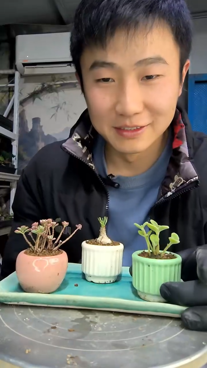 我**头中青园艺一物一拍花152