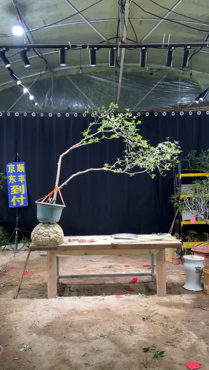 无花朵P****园海岛栀子花