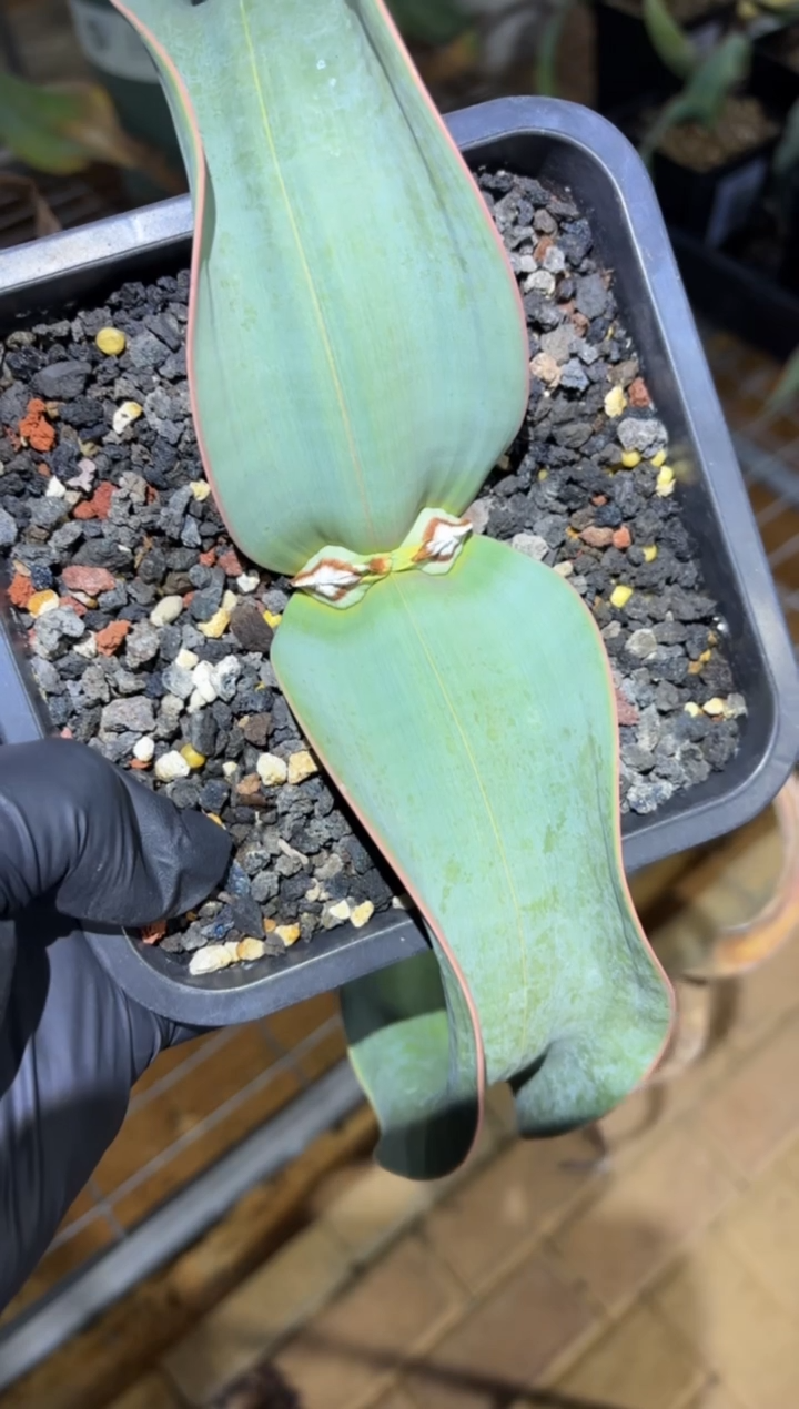 金丝百岁兰FC-7276