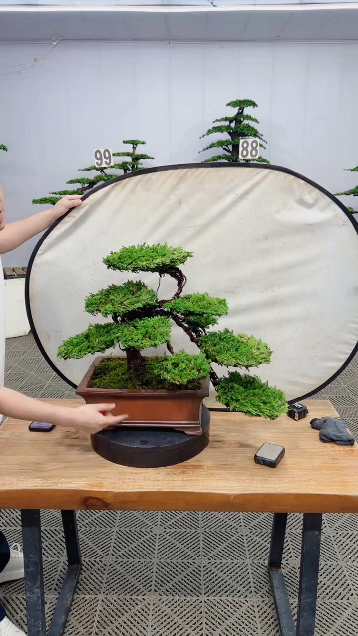 无花朵造型盆景一物一拍