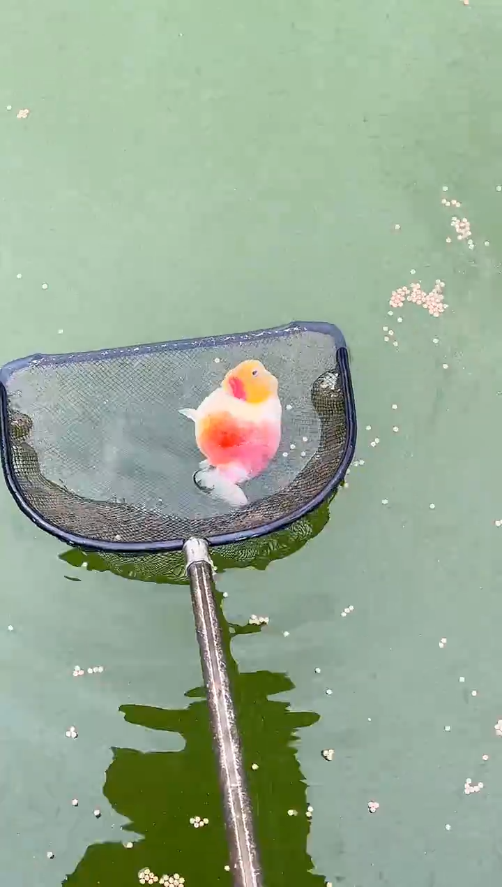 金鱼扶**️水娃娃观赏鱼兰寿金鱼  不包邮 