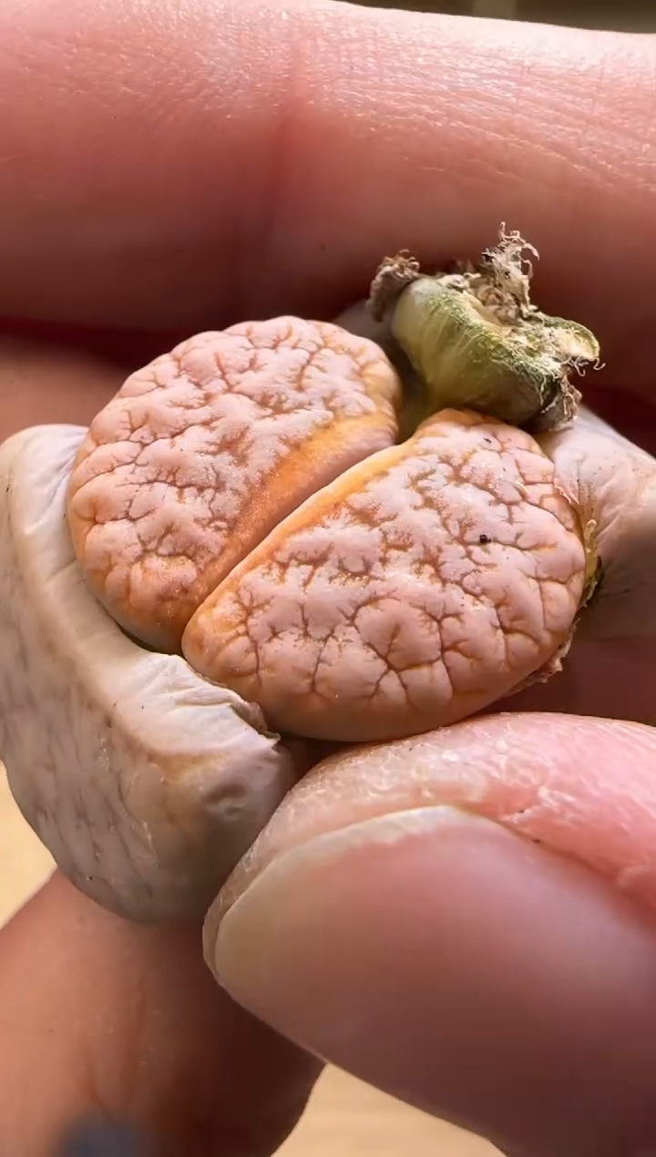 【闪购商品】15-78