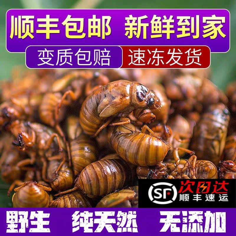 新鲜知了猴山东金蝉爬叉猴结了龟蚕蛹活体速冻食材烧烤商用批发