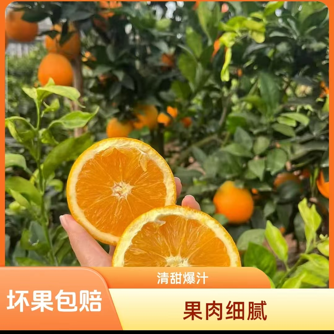 正宗四川高山纽荷尔脐橙新鲜产地发货果园直采【送书】