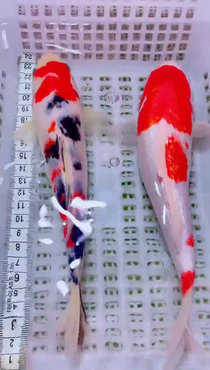 锦鲤血统锦鲤全场包邮43