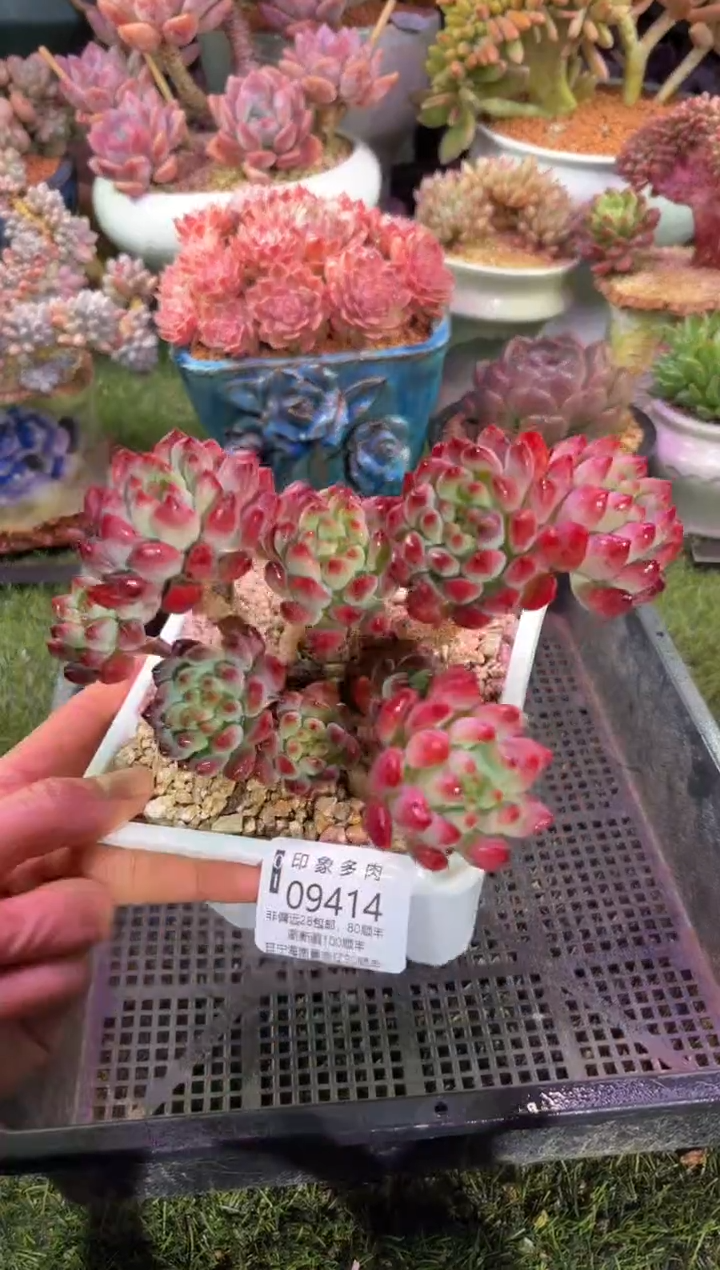 【闪购商品】09414