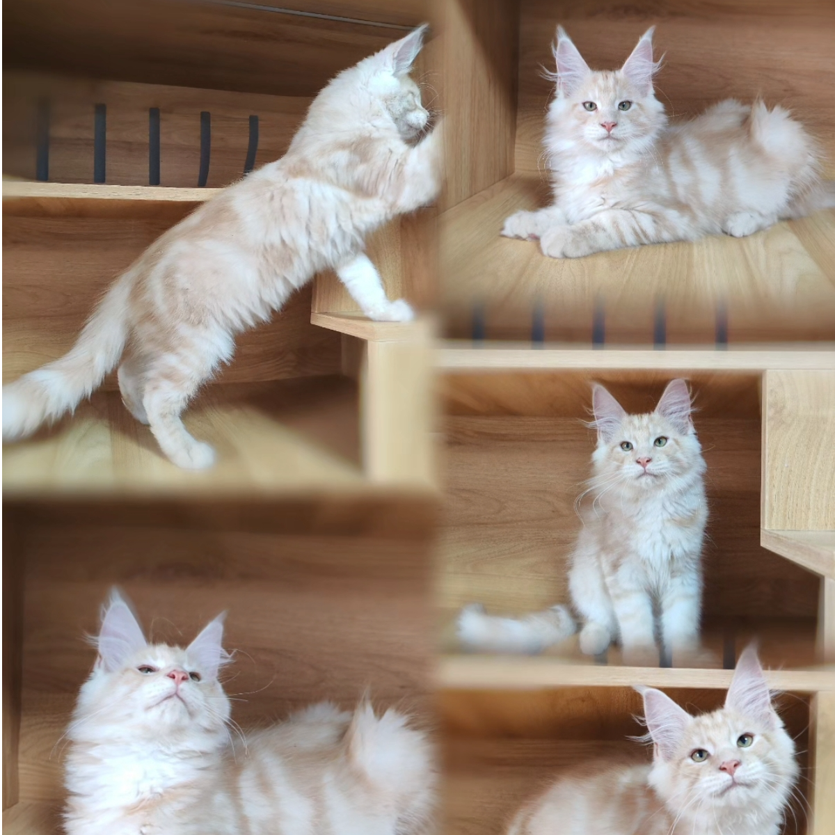 MiraMaine妙宁缅因猫活体纯种链接——小老虎