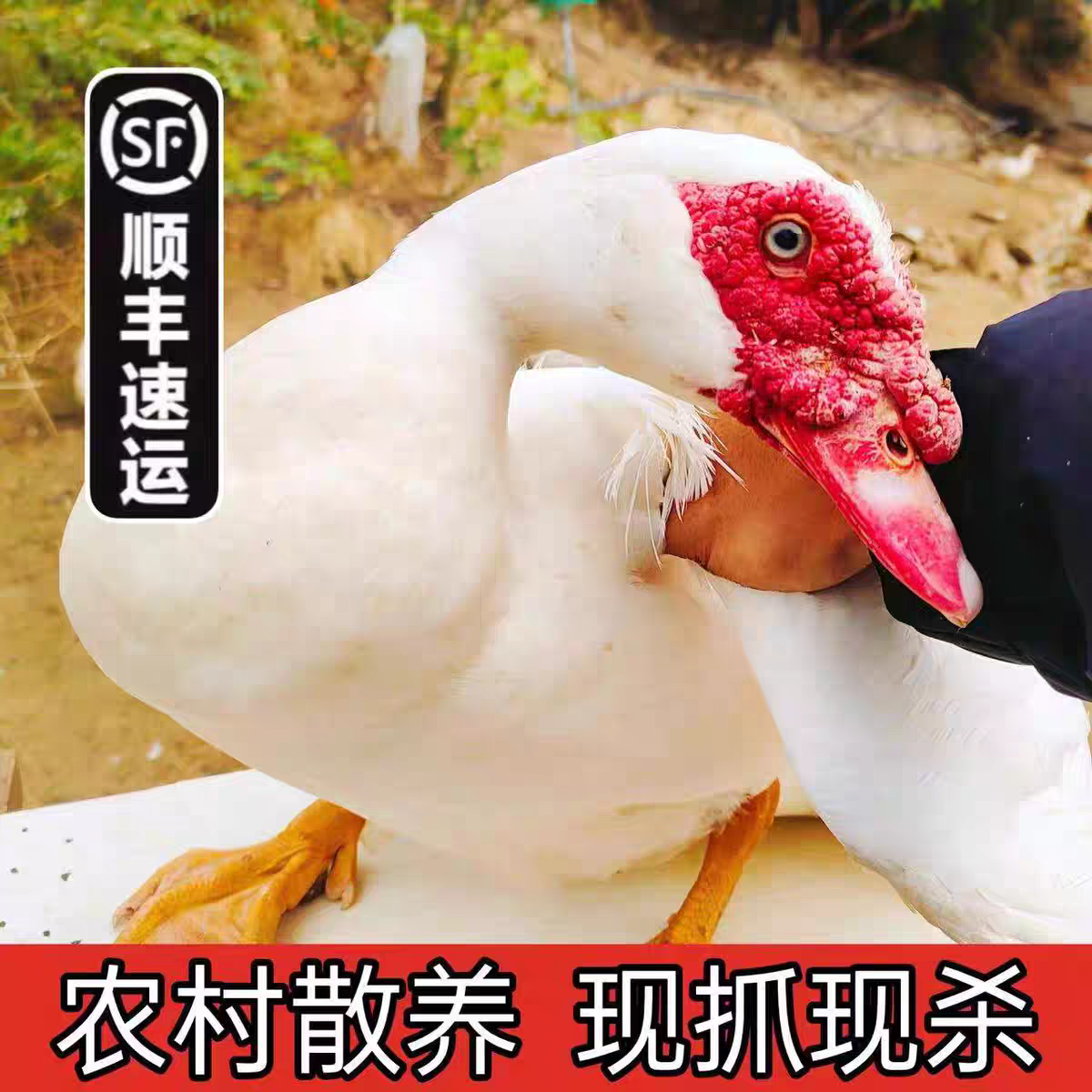 [两只母番鸭] 农村散养母番鸭两只10斤200天 顺丰包邮