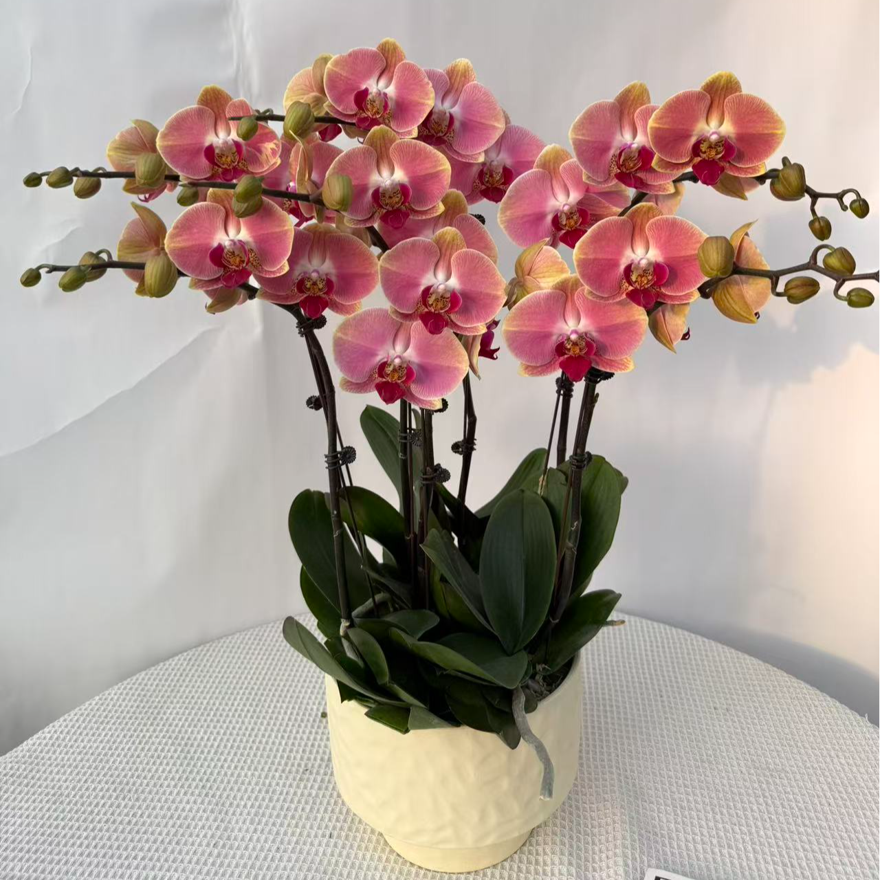 韵艺甄选《花间舞》蝴蝶兰 高品质带花苞 室内观花植物 四季开花 