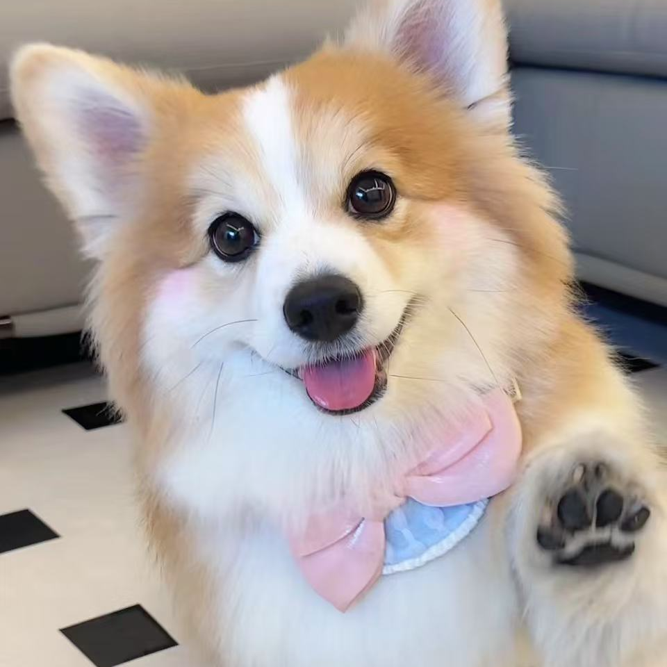 （闽南柯基犬舍家）T柯基 狗狗活体