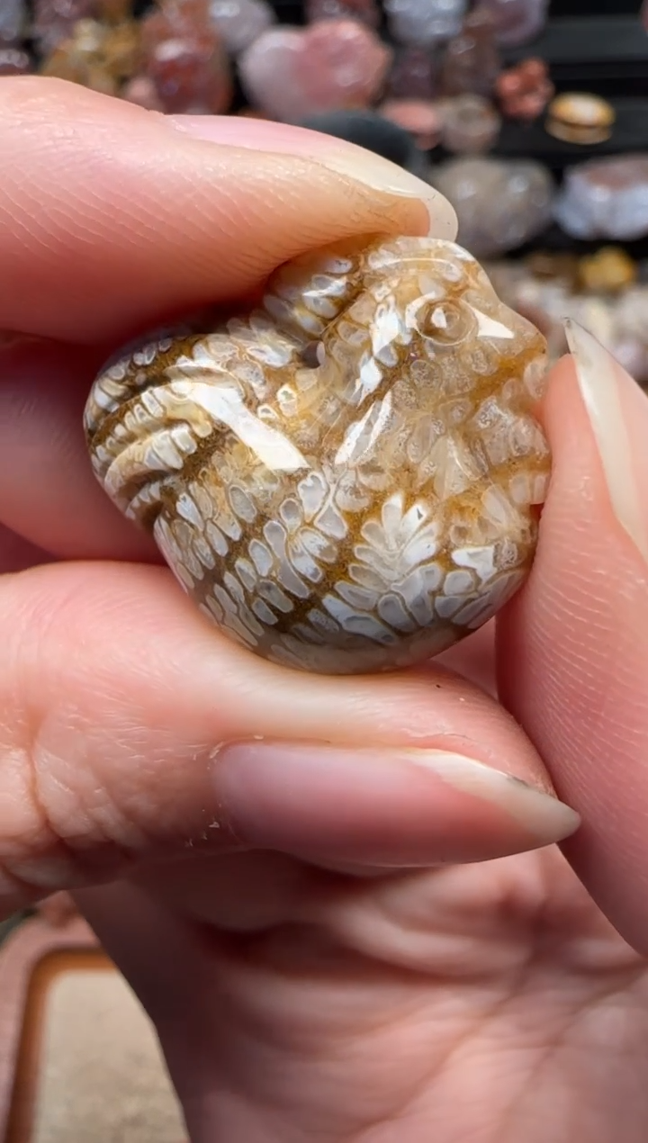 颈饰未镶嵌硅化珊瑚（珊瑚玉）348