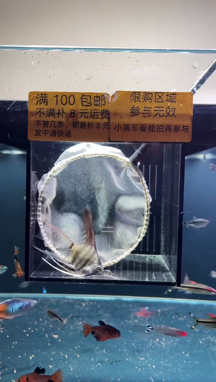 神仙鱼神仙鱼一物一拍