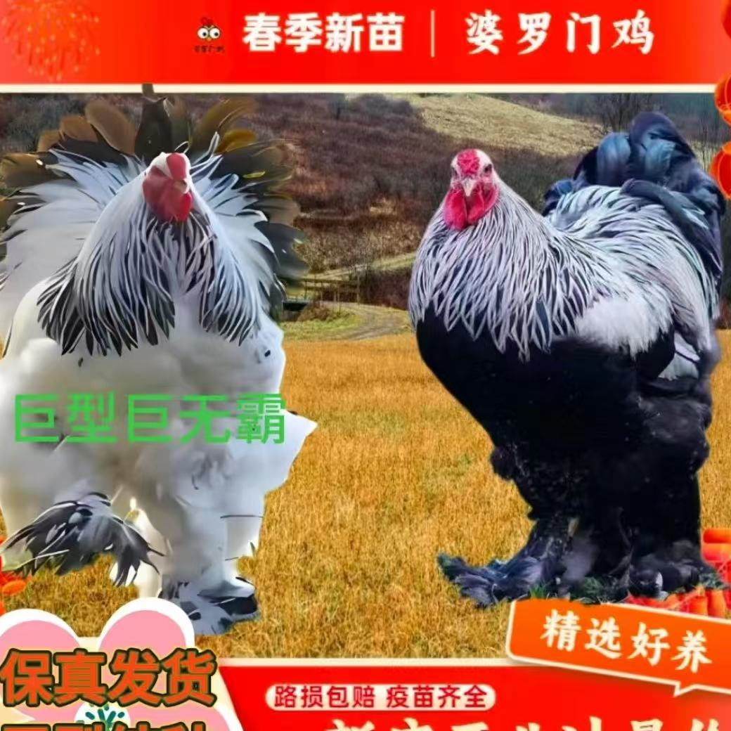  真宗婆罗门宠物观赏鸡半斤小鸡