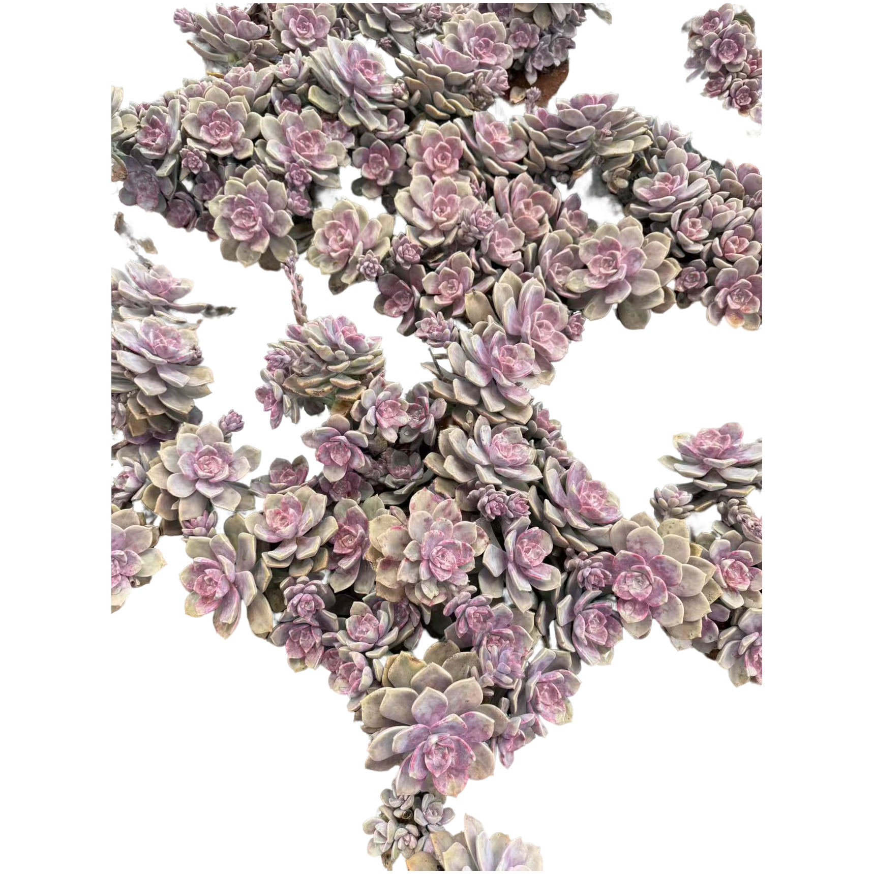 精品多肉植物  大号紫乐冠幅30公分以上