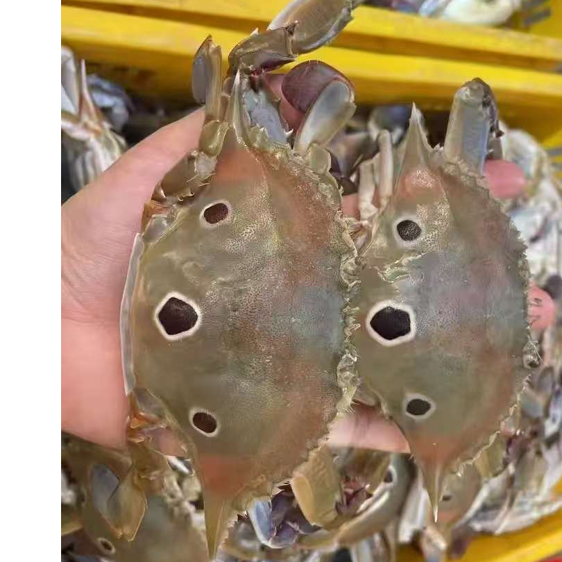 新鲜中等三眼蟹500g