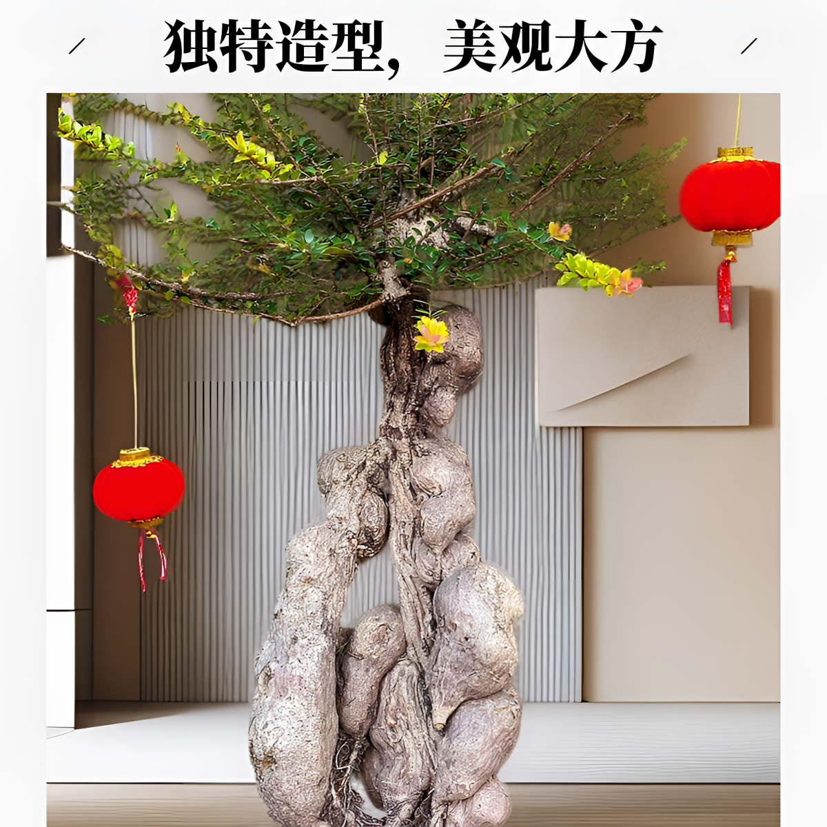 云南腾冲五翅莓盆景绿植观赏