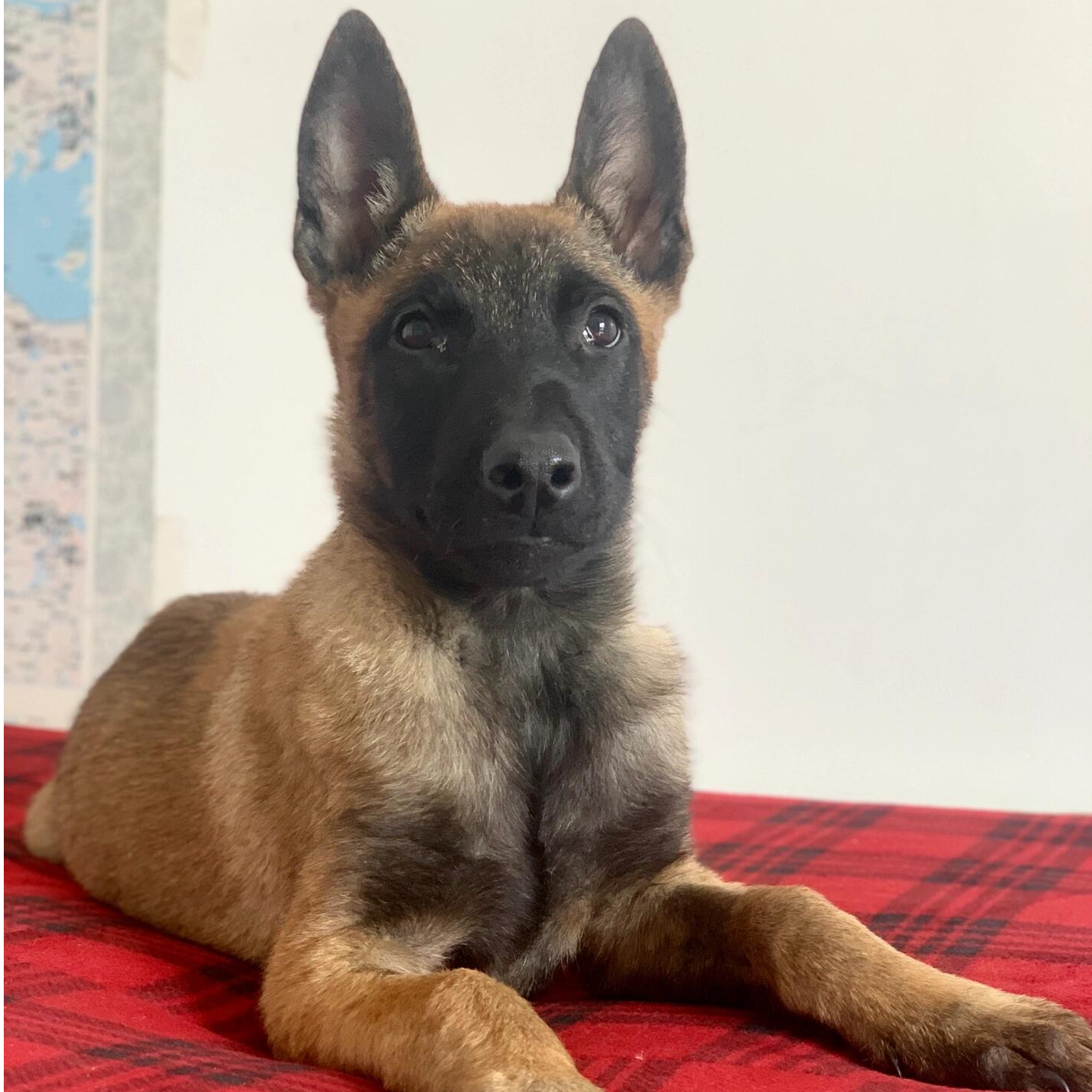 【开心汪汪宠物犬舍】纯种马犬幼犬出售活体护卫犬爆红黑红马犬