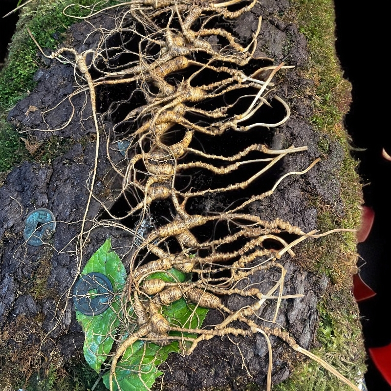 一单一截图长白山主脉山参一直播为主