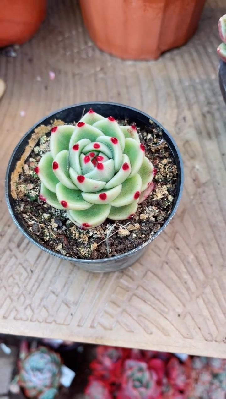 【闪购商品】15110