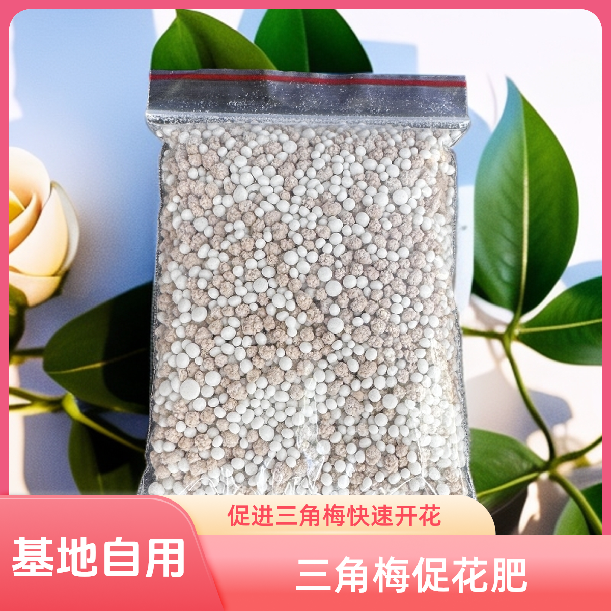 三角梅促花肥（基地特配）