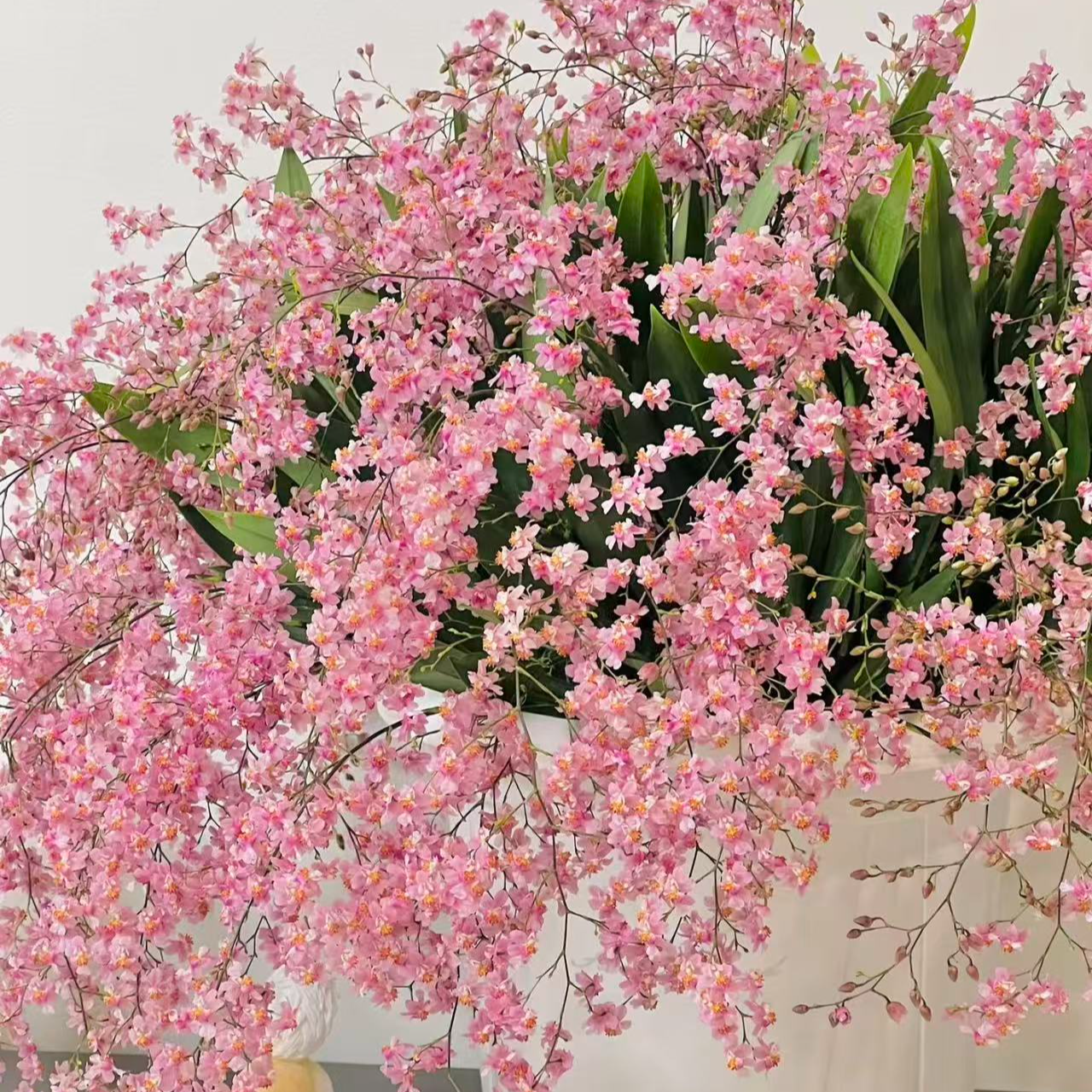 年宵花梦香兰《光宗粉》20支花剑或以上室内高端盆栽花多年生花期长