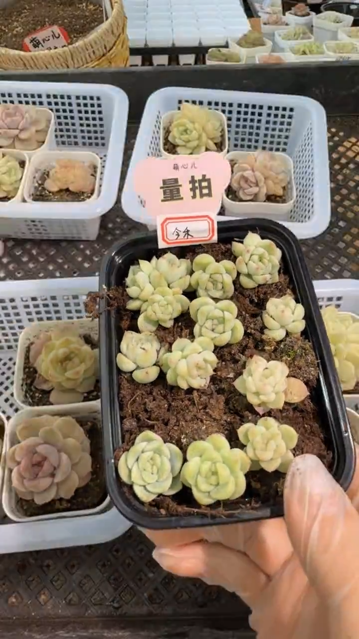 今禾 切糕1盒 量拍混发（10-12颗）