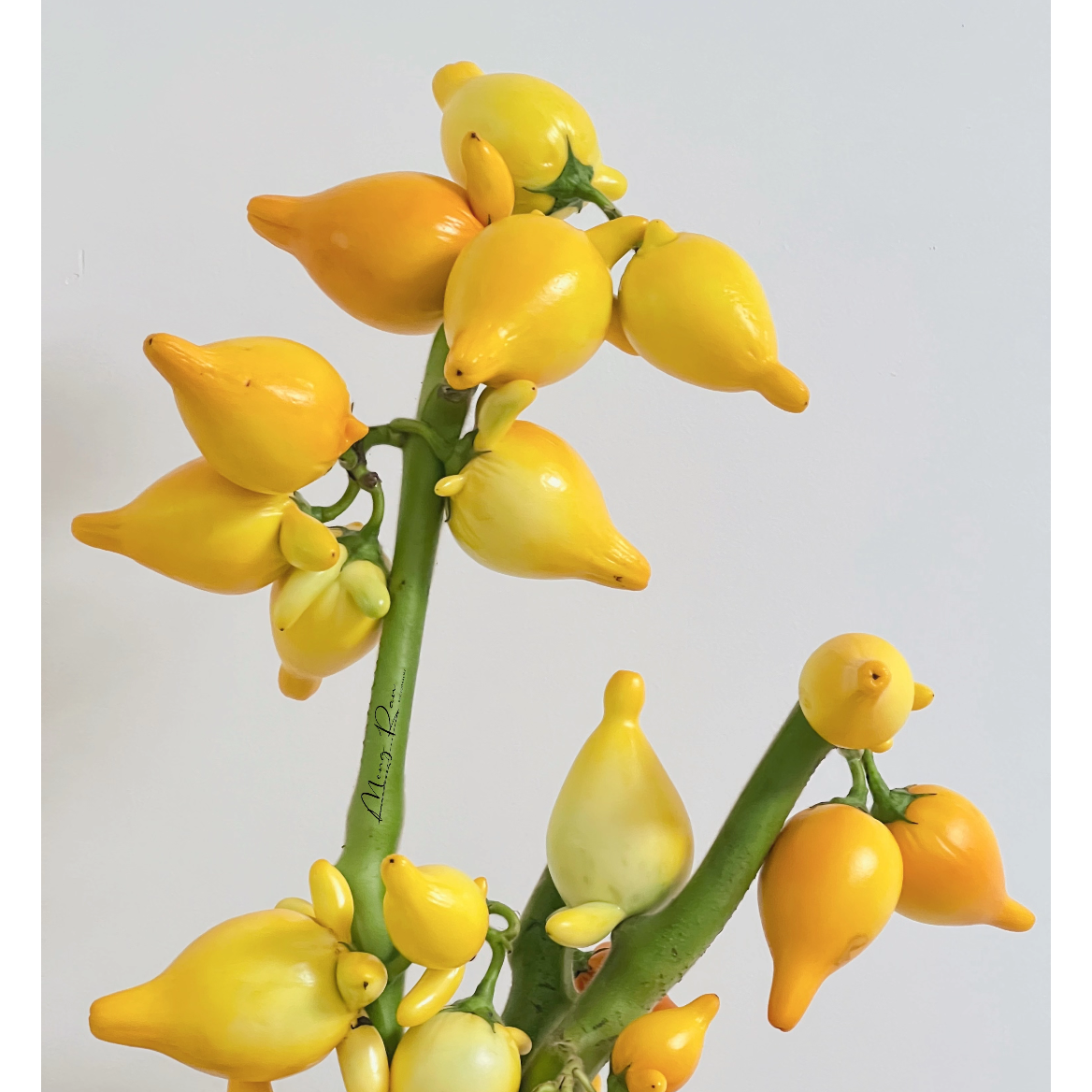 O【五代果/黄金果】桌面款鲜果真果福禄果鲜花卉好养室内摆