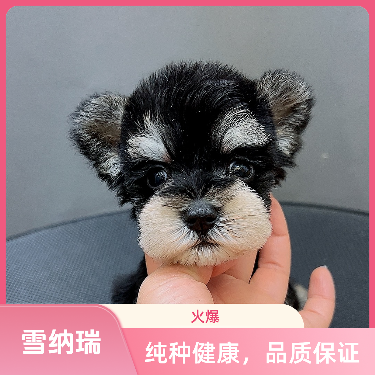 （朱兵兵养成记）泰迪 比熊 雪纳瑞