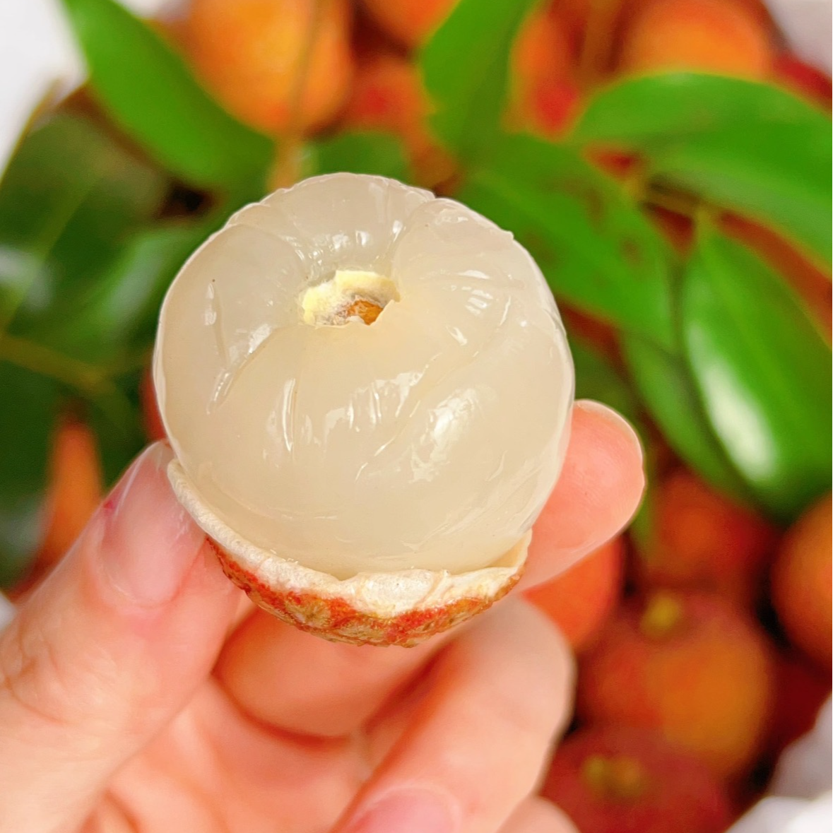 【翠宝宝】空运白糖罂 海南鲜果荔枝 当季新鲜 只发川渝