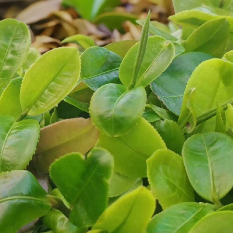 2025年倚邦古树猫耳朵干茶100克，香气清幽，有干草清香与甜花香。