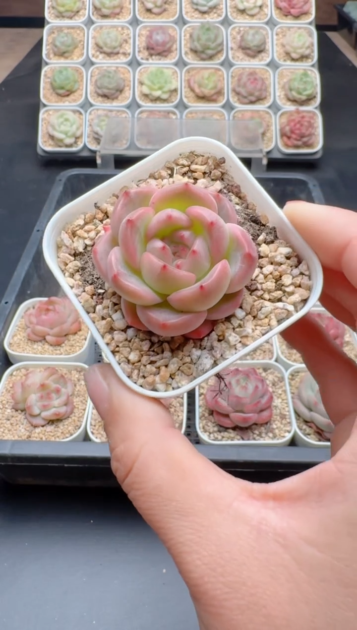 【闪购商品】182A多肉带盆土6.5杯当天拍3颗包柚