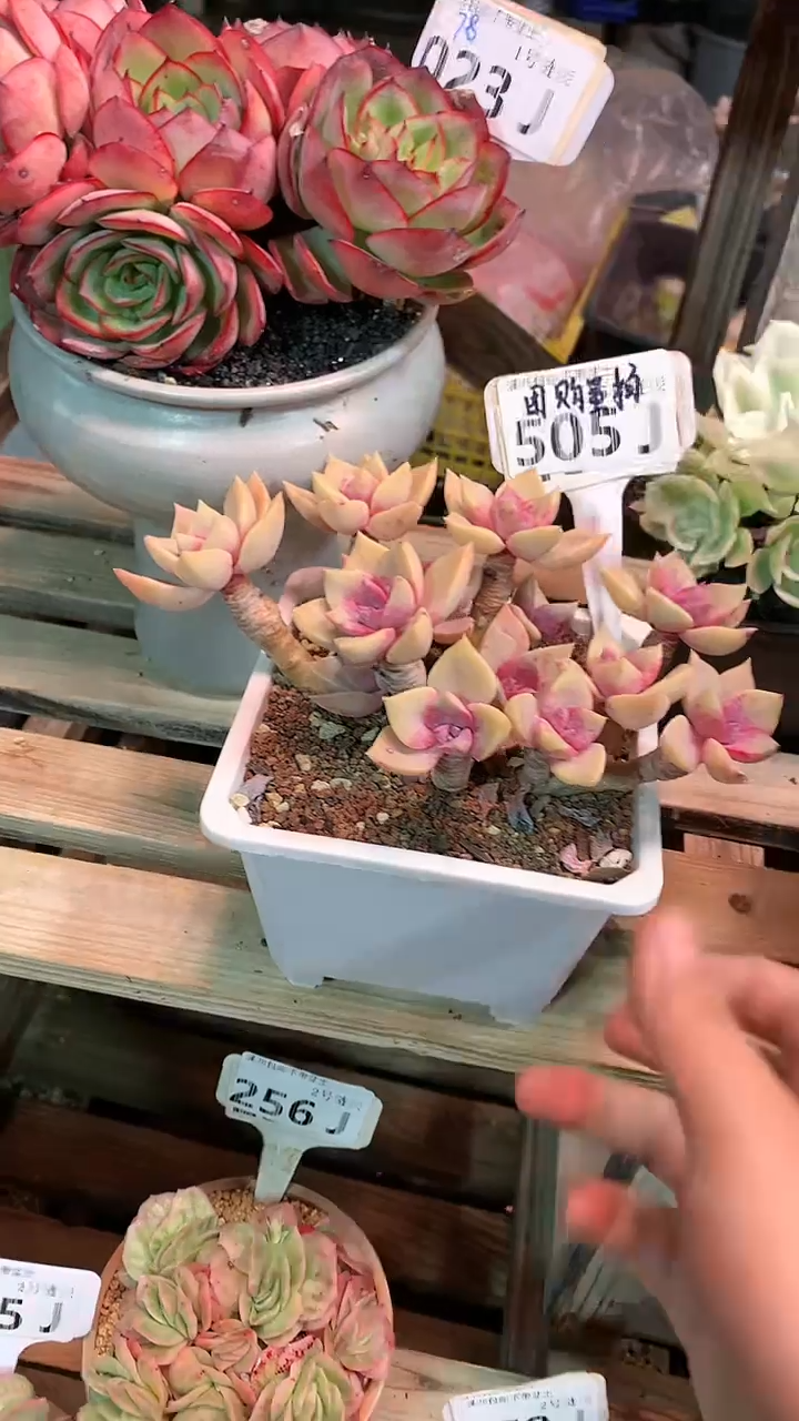 【闪购商品】505JJJ