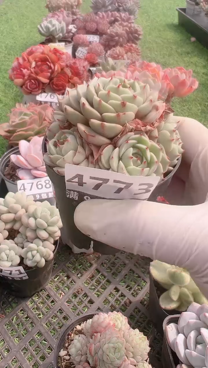 【闪购商品】信福多肉一物一拍